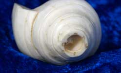 shankh, conch shell