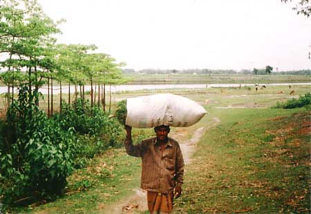 Gopal, a folk musician of Nort­hern Bangladesh, returning home at the end of the day with grass for his livestock